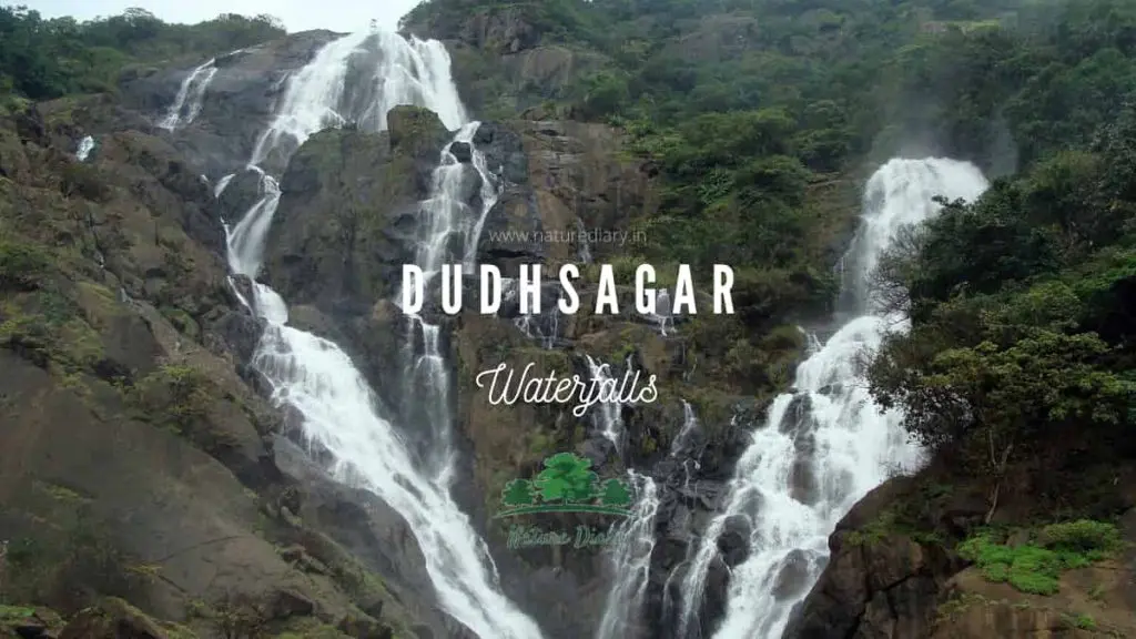 highest waterfall in India