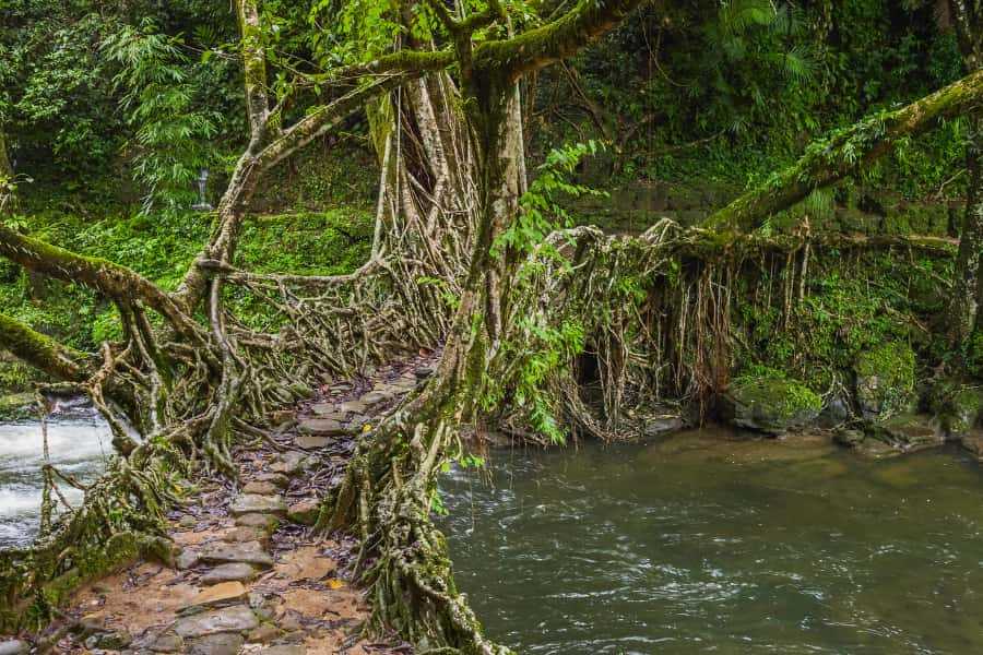 a living root bridge