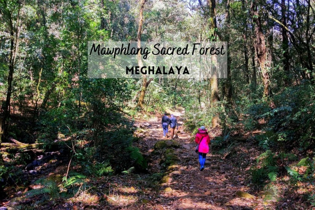 mawphlang sacred forest in meghalaya