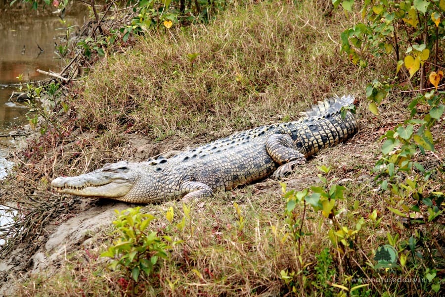 crocodile at Bakkhali Crocodile Park