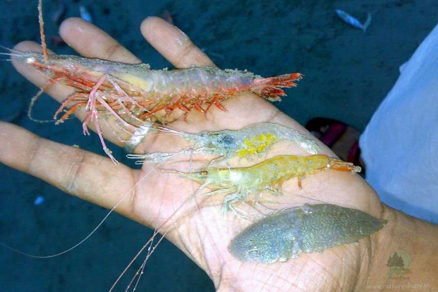 different types of prawns in Bakkhali
