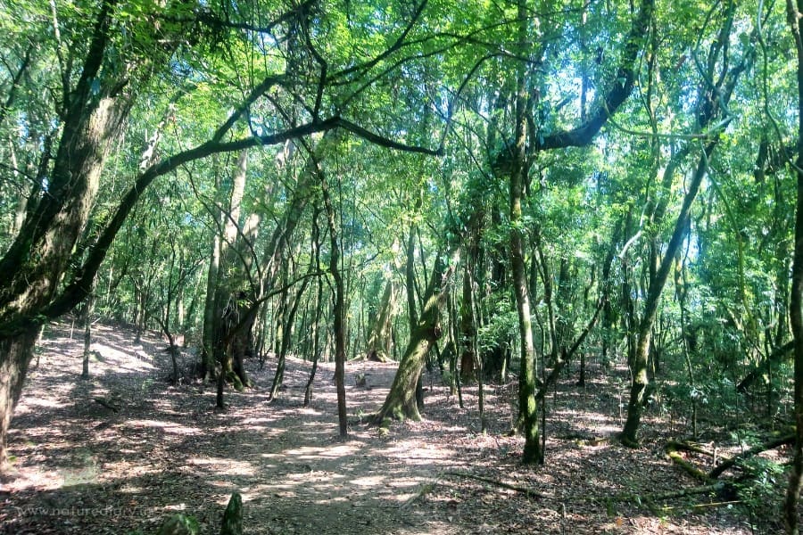 Mawphlang sacred forest in Meghalaya