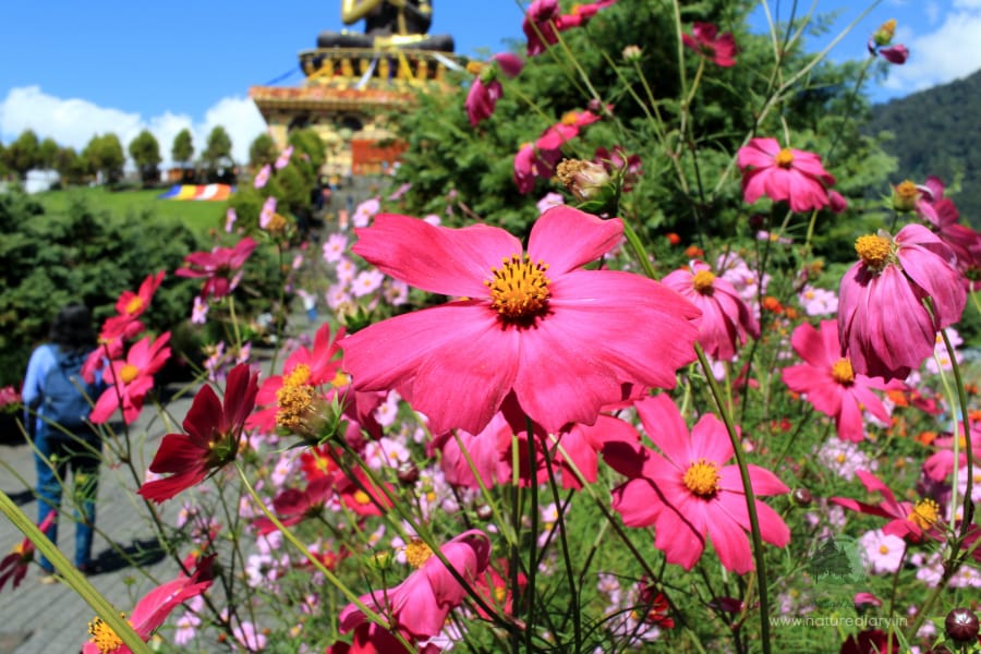 Buddha park flower garden
