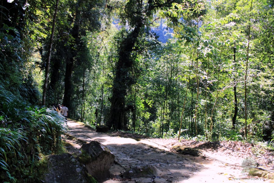 Trail to Khecheopalri Lake near Pelling