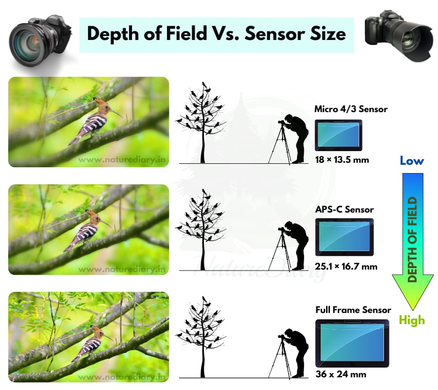 depth of field vs sensor size of camera for photography