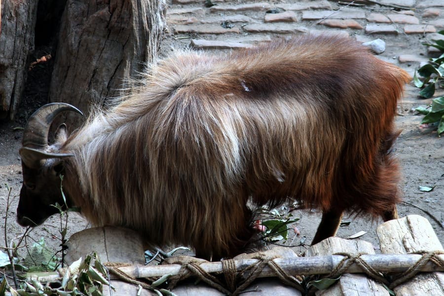 Himalayan tahr in zoo