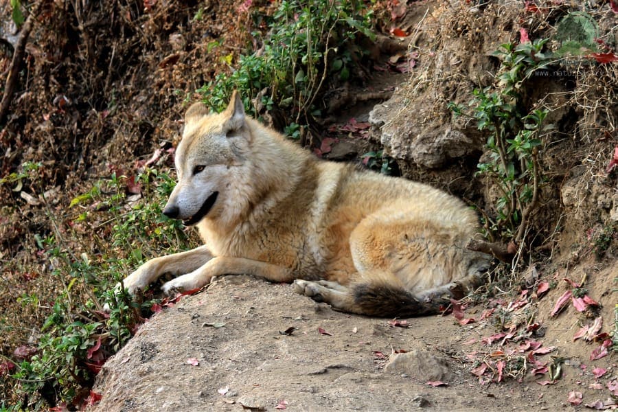 Himalayan wolf in Darjeeling zoo