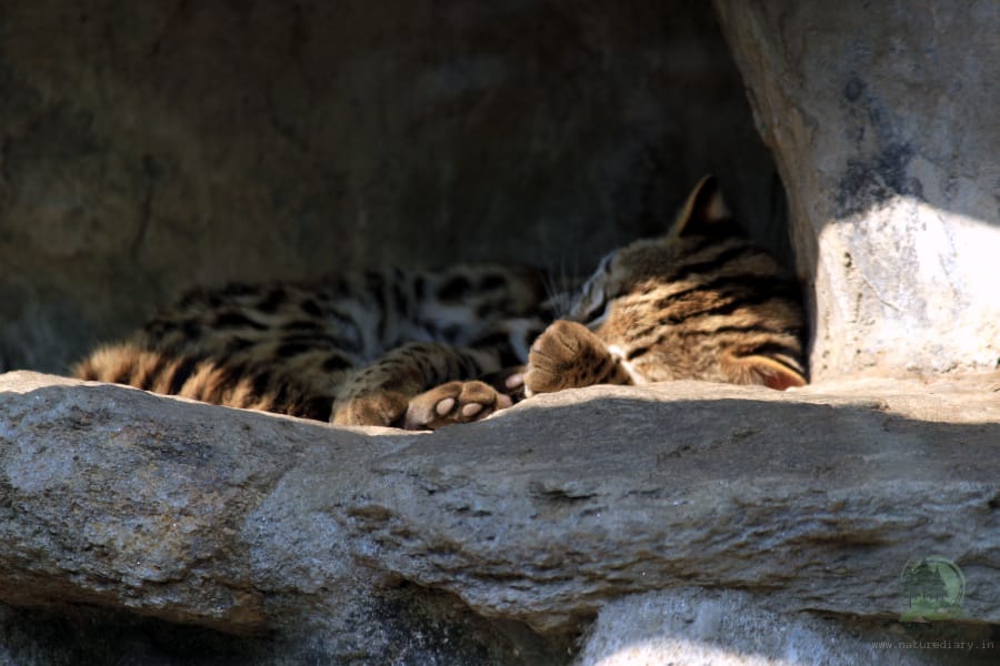 leopard cat in Darjeeling zoo