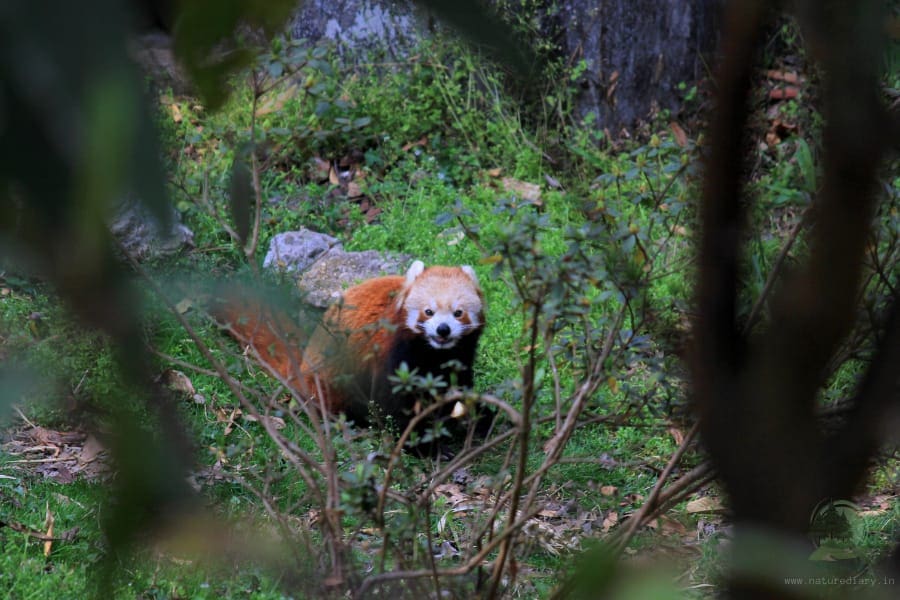 red panda in Darjeeling zoo
