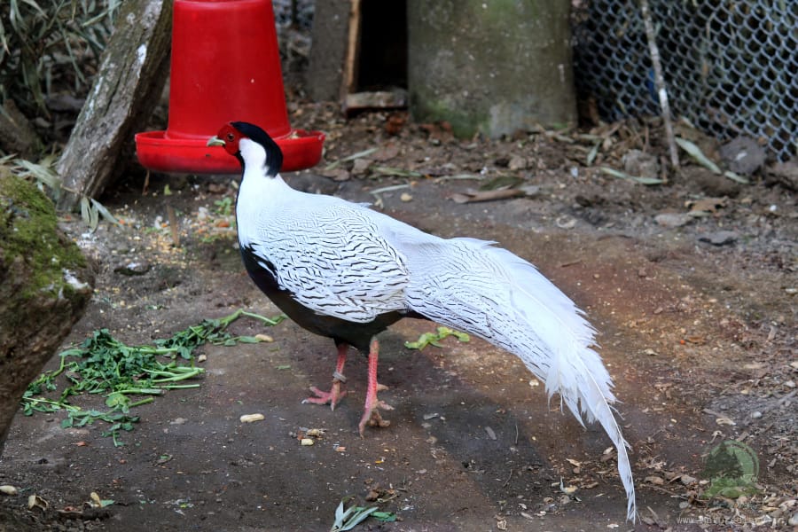 silver pheasant in the zoo