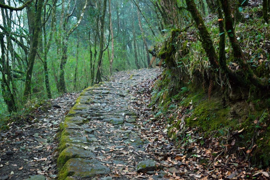 trekking trail to Sandakphu through Singalila National Park