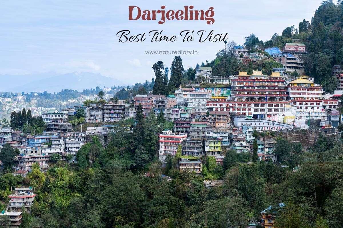 Darjeeling Weather, Temperature, & Best Time To Visit