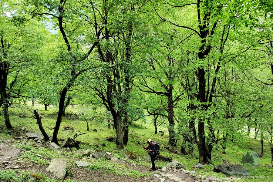 Lush green forest in Kheerganga trek