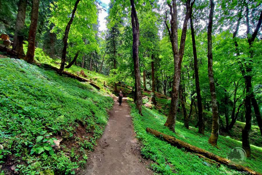 The magical forest of Parvati valley