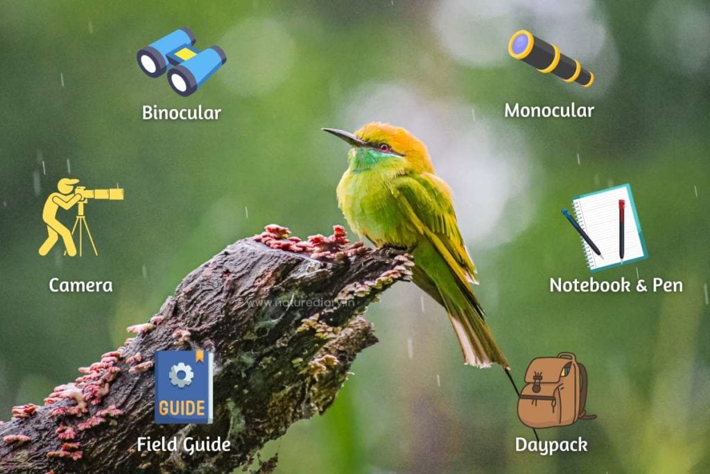 Basic Birdwatching Equipment And Gear List