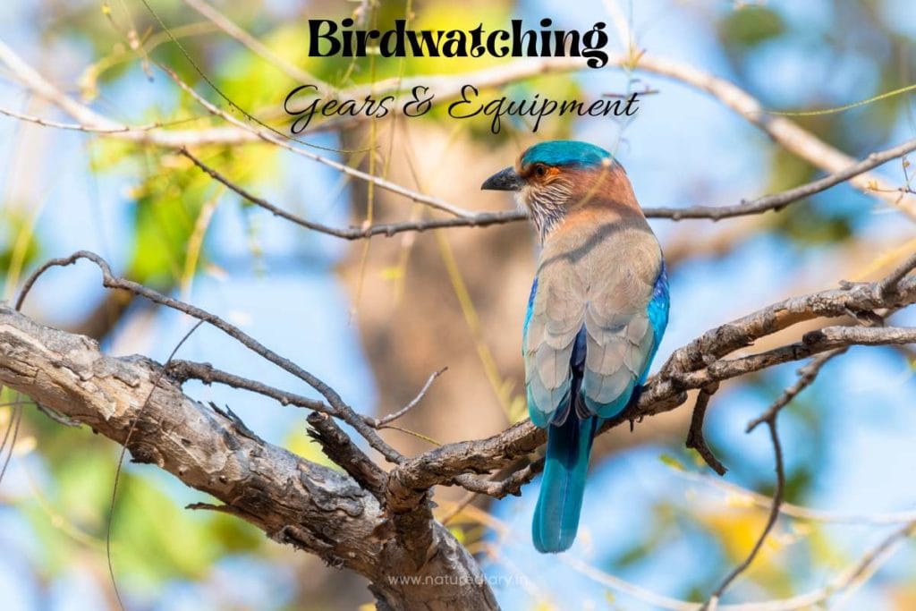 Birdwatching Equipment And Gear List