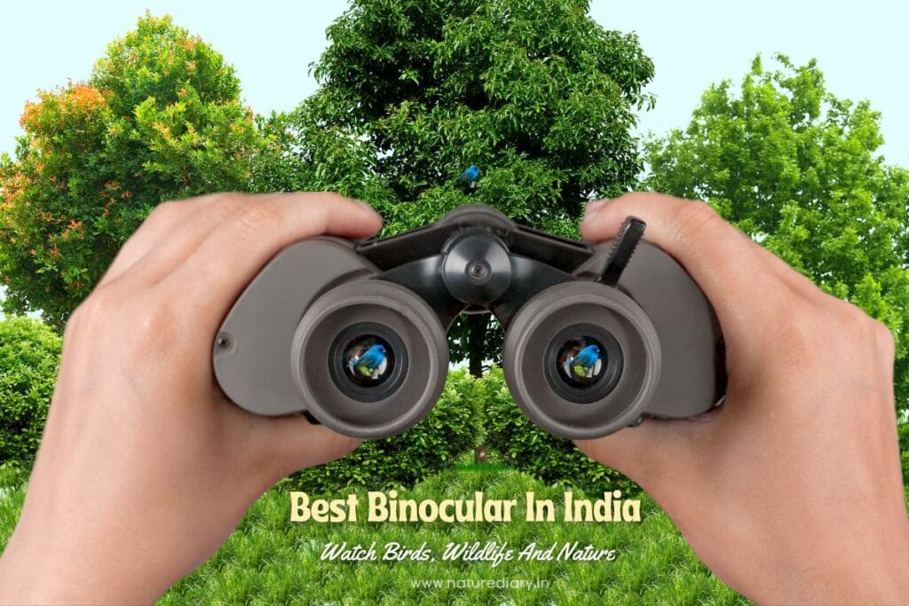 Best binoculars in India for long distance bird watching