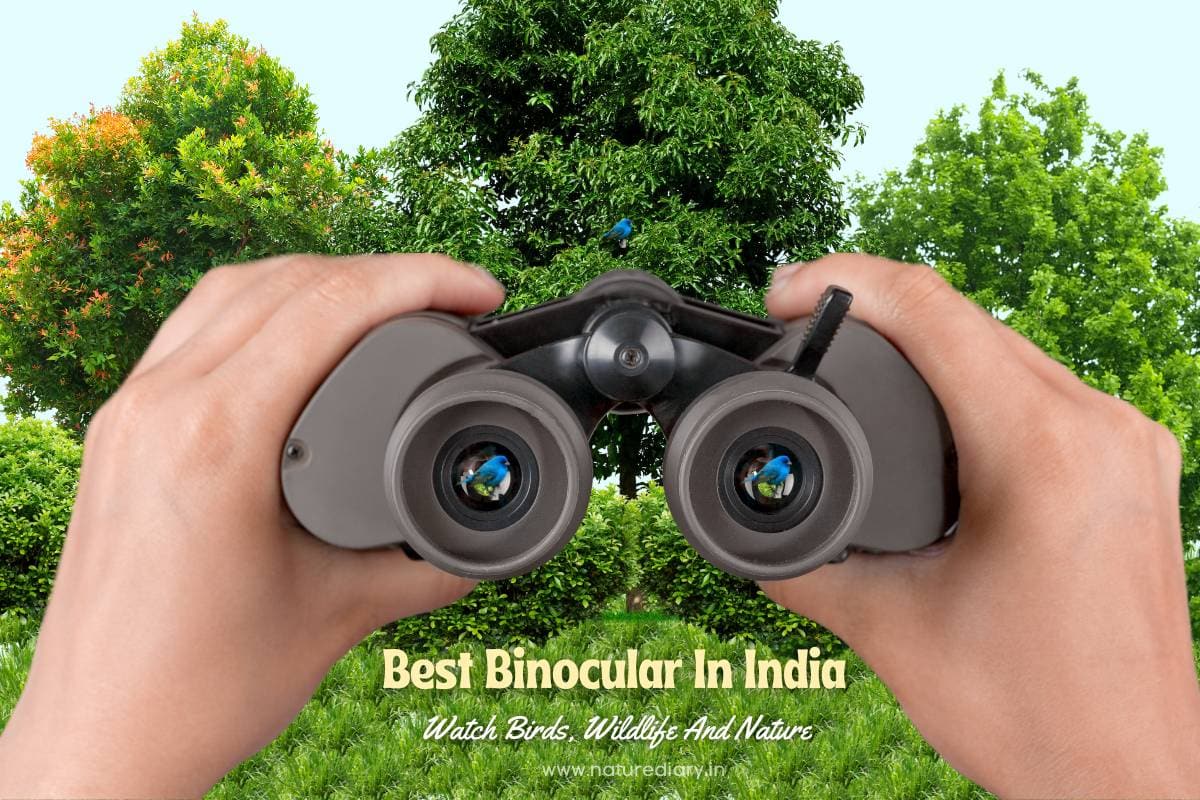 The Best Binoculars In India For 2024: Birdwatching Made Easy