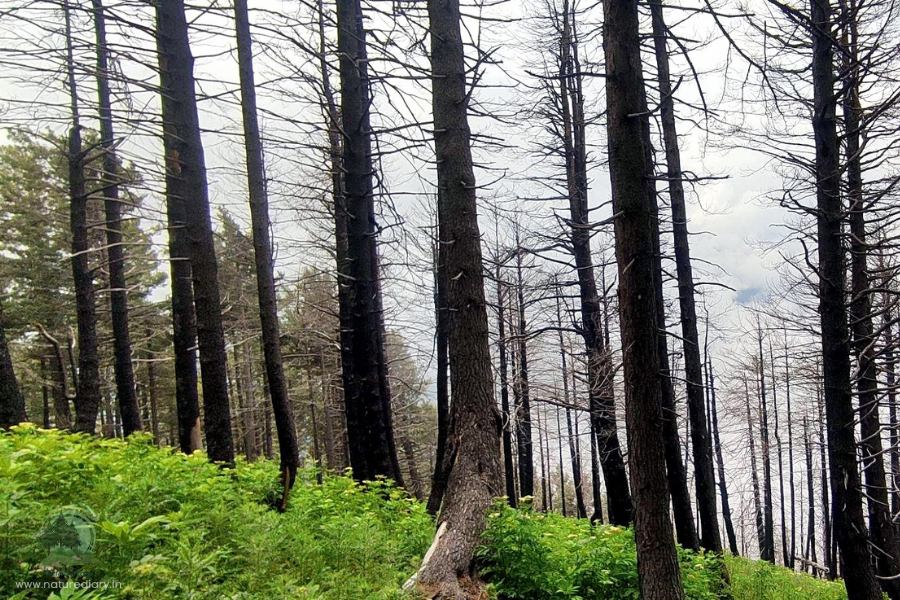 Pine forest and greenery during KGL trek