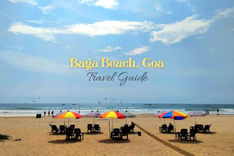 Baga Beach, Goa - Explore Everything Before You Go
