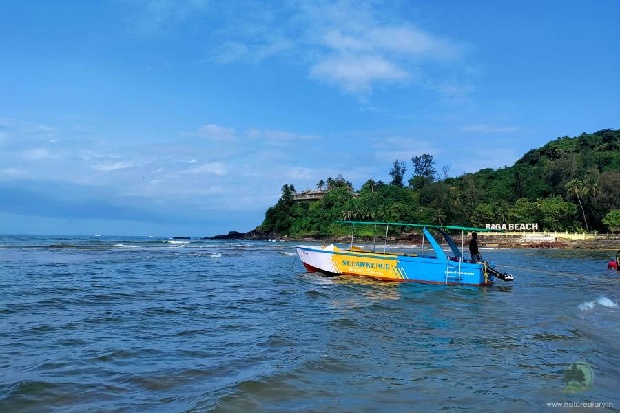 Jetskiing boat on Baga beach