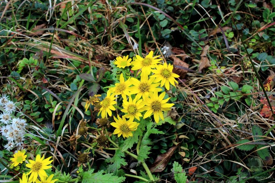 Wildflowers at Singalila National Park
