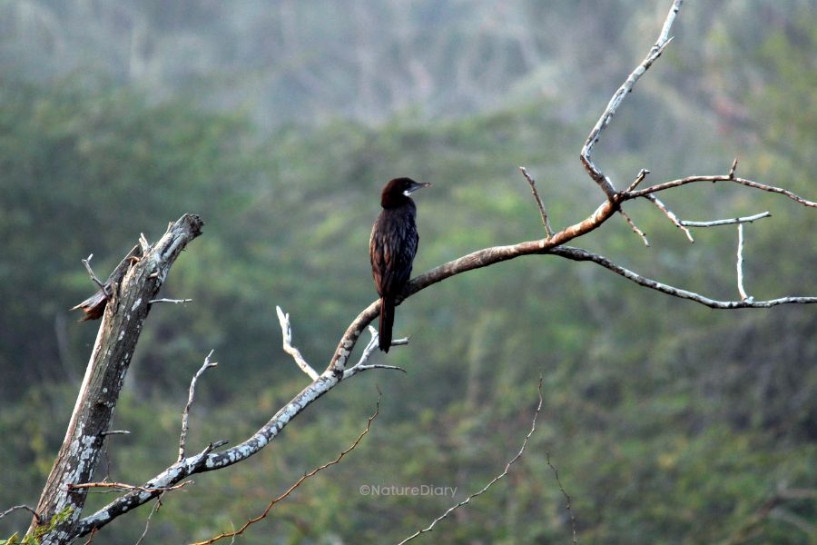 Cormorant resting on a tree in Mousuni island