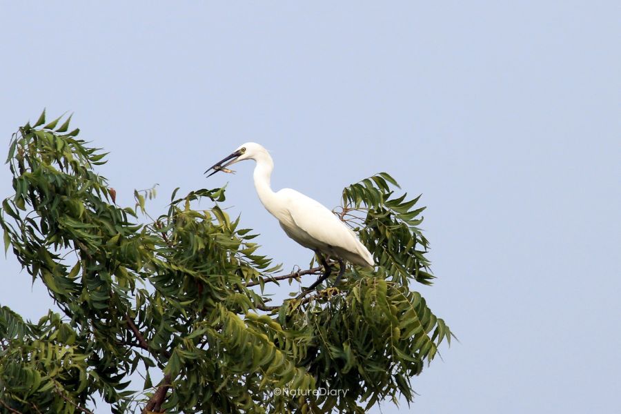 An egret with fish catch