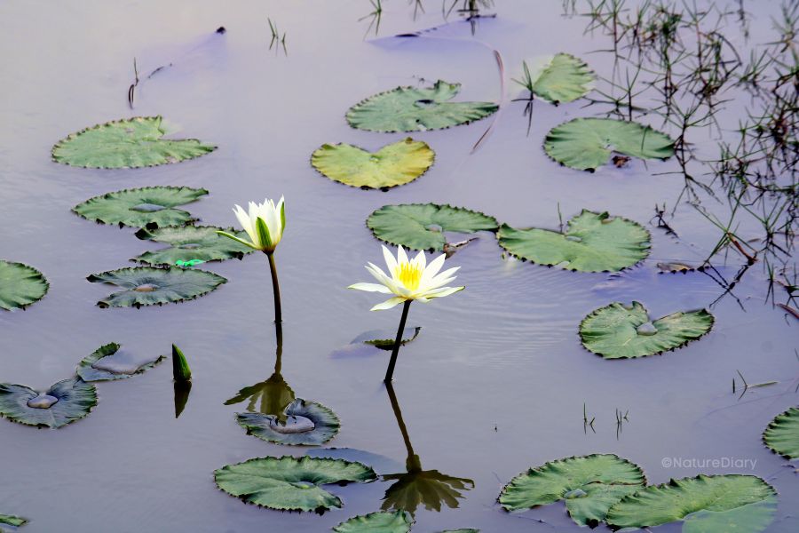 Flowering water lily in Bagdanga village, Mousuni