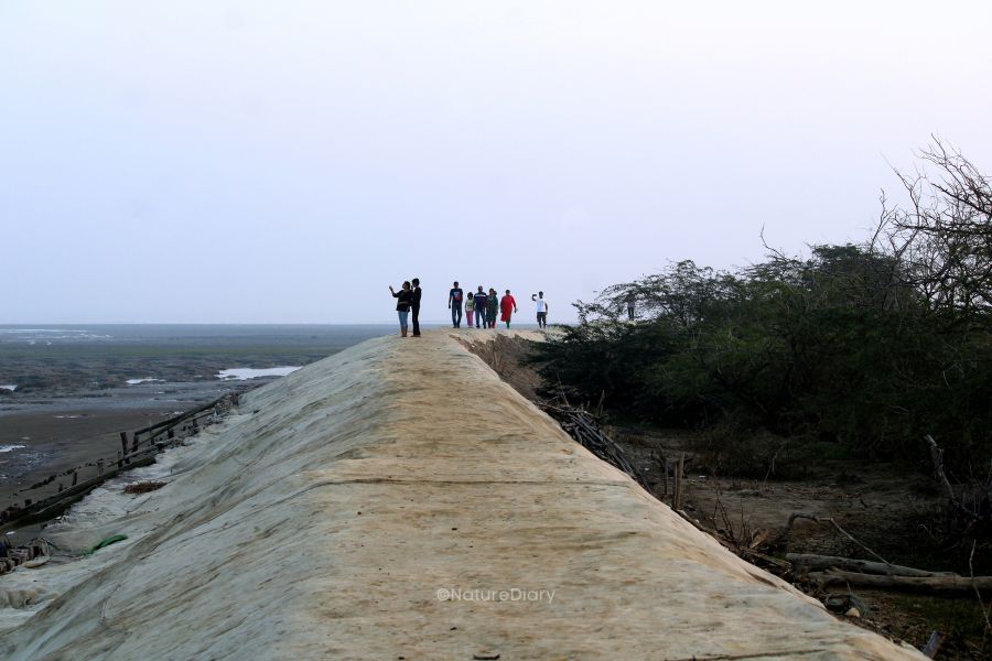 Levee guarding the Mousuni island against flooding of the Chinai river