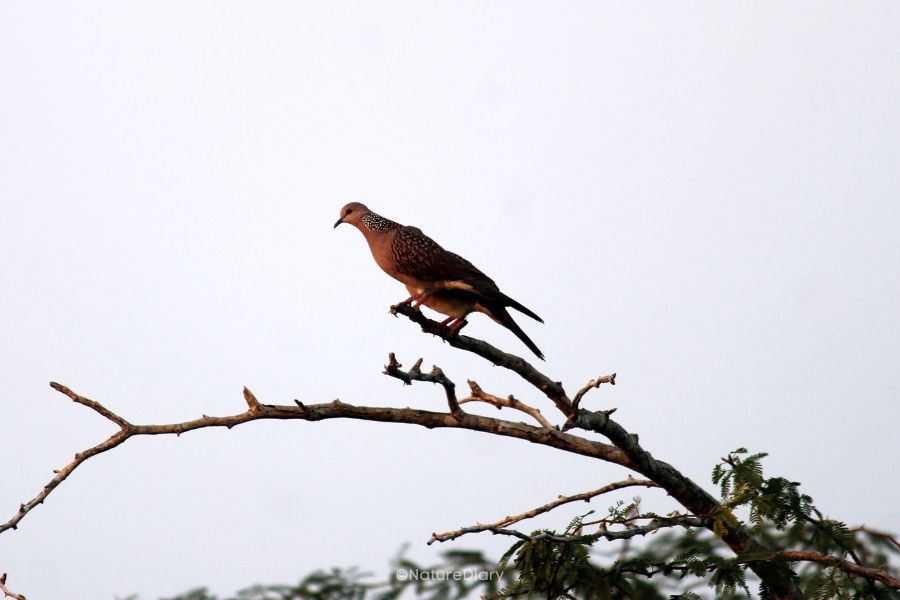 Spotted Dove in Mousuni island